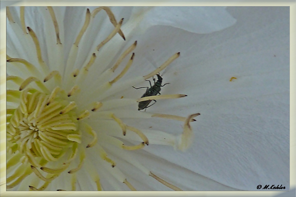 Weißer Clematis