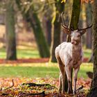 Weißer Damhirsch in herbstlicher Stimmung 