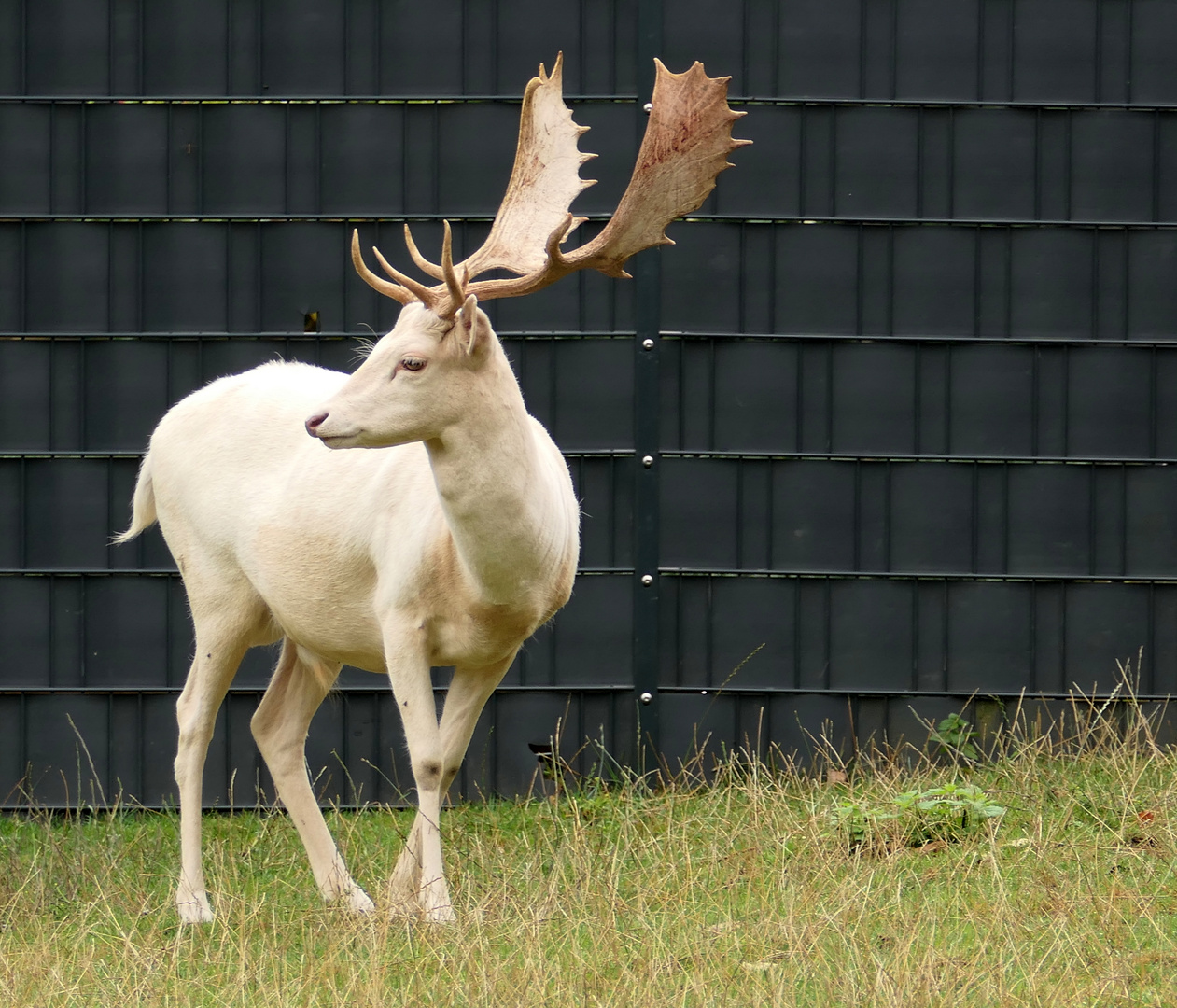 Weißer Damhirsch "Julius"