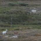 Weißer Damhirsch mit zwei Damhirschinnen