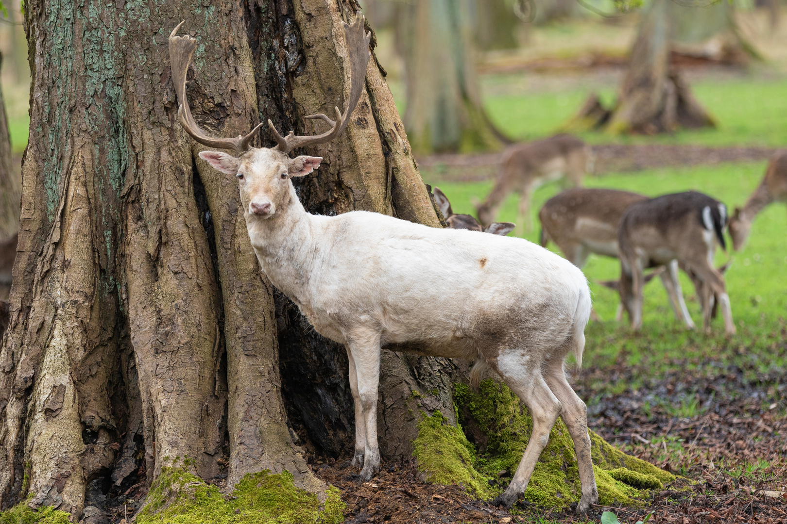 Weisser Damhirsch (Tiergarten Hannover)