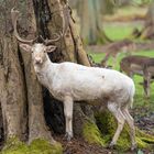 Weisser Damhirsch (Tiergarten Hannover)