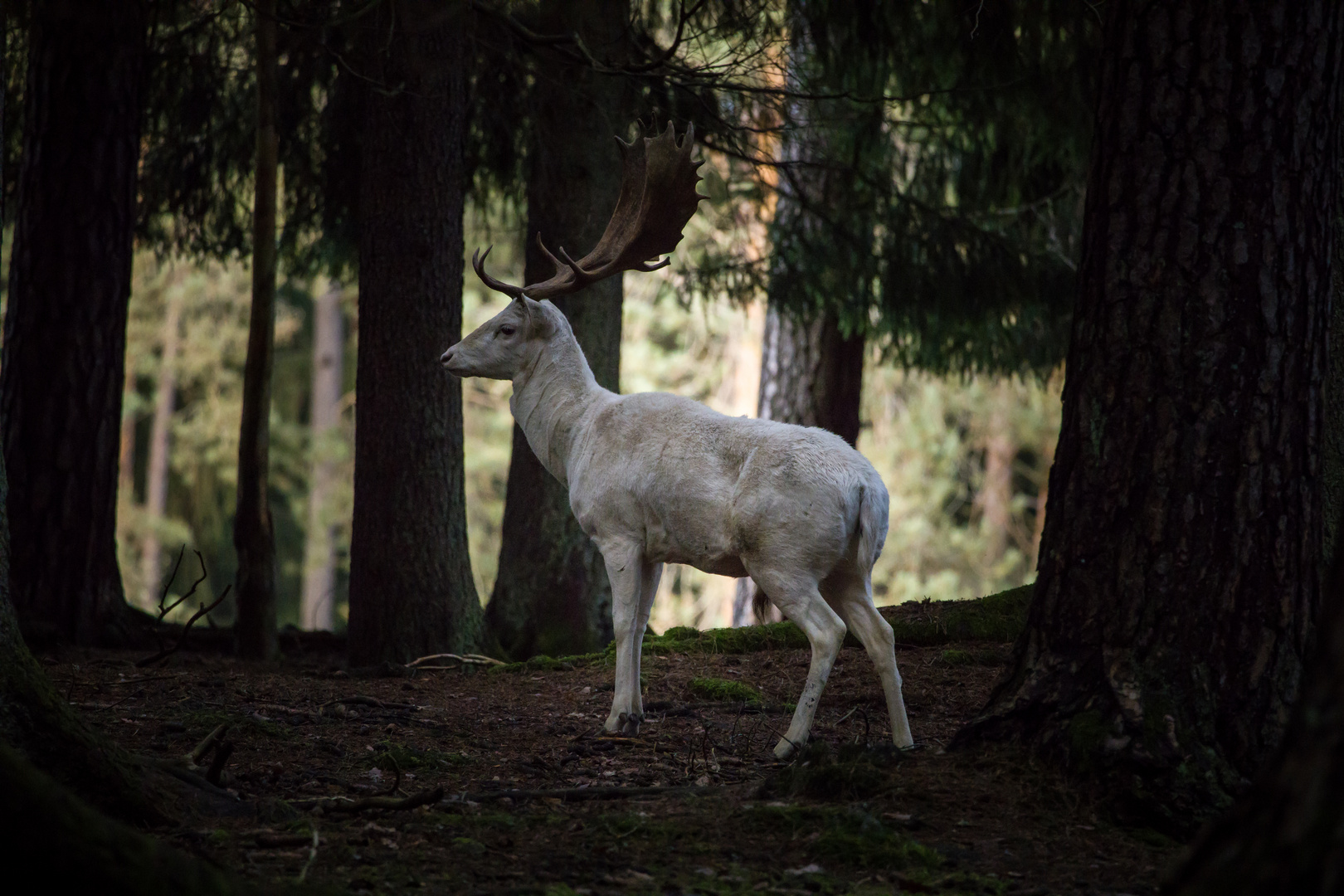 Weißer Dammhirsch Foto &amp; Bild | wald, bäume, winter Bilder auf ...