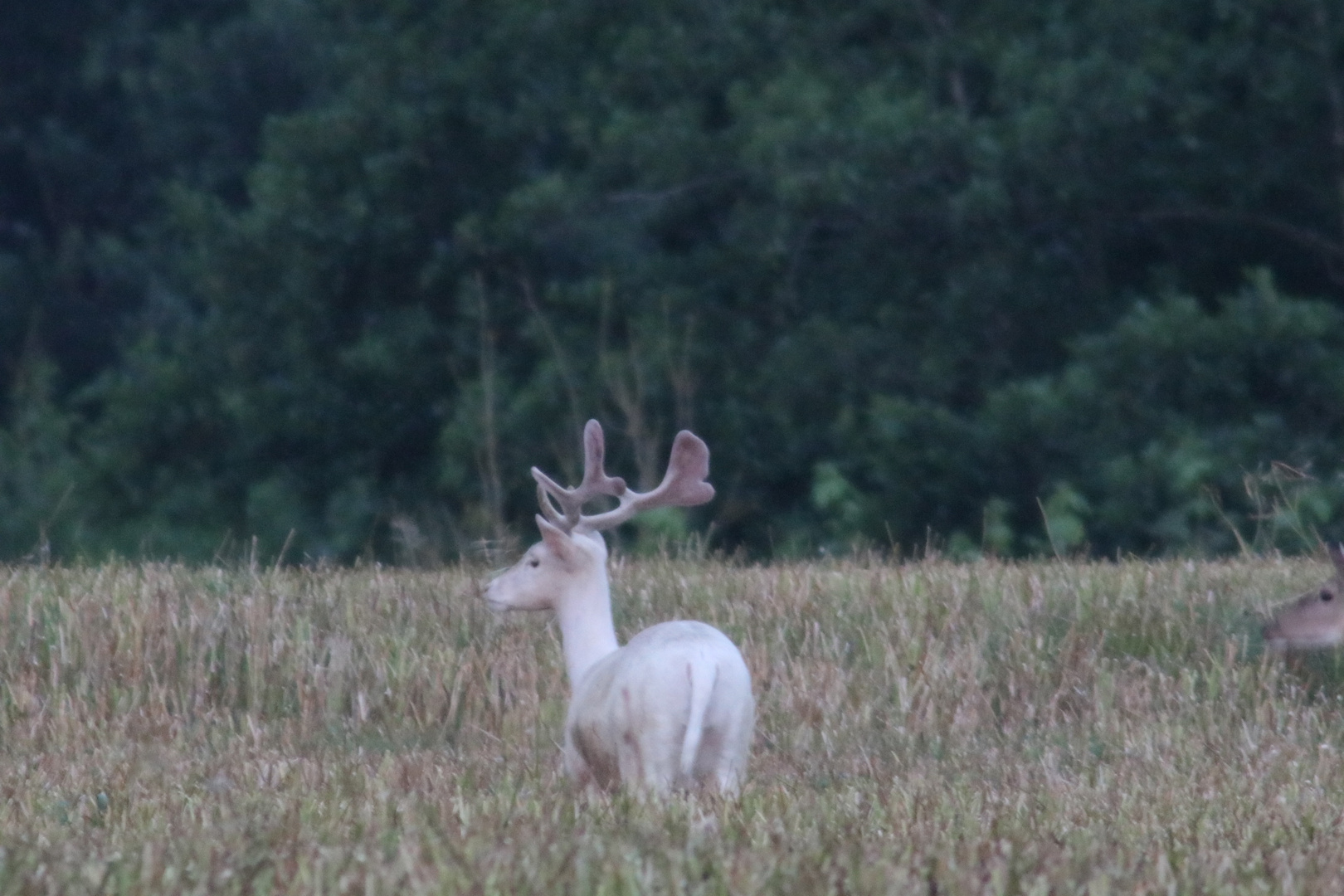 Weißer Dammhirsch in freier Natur