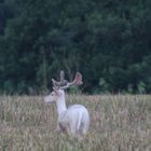 Weißer Dammhirsch in freier Natur