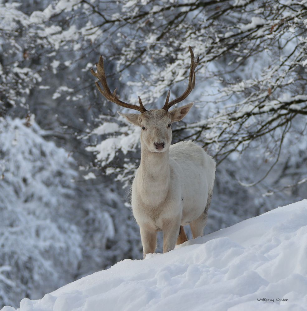 Weißer Damwild Hirsch