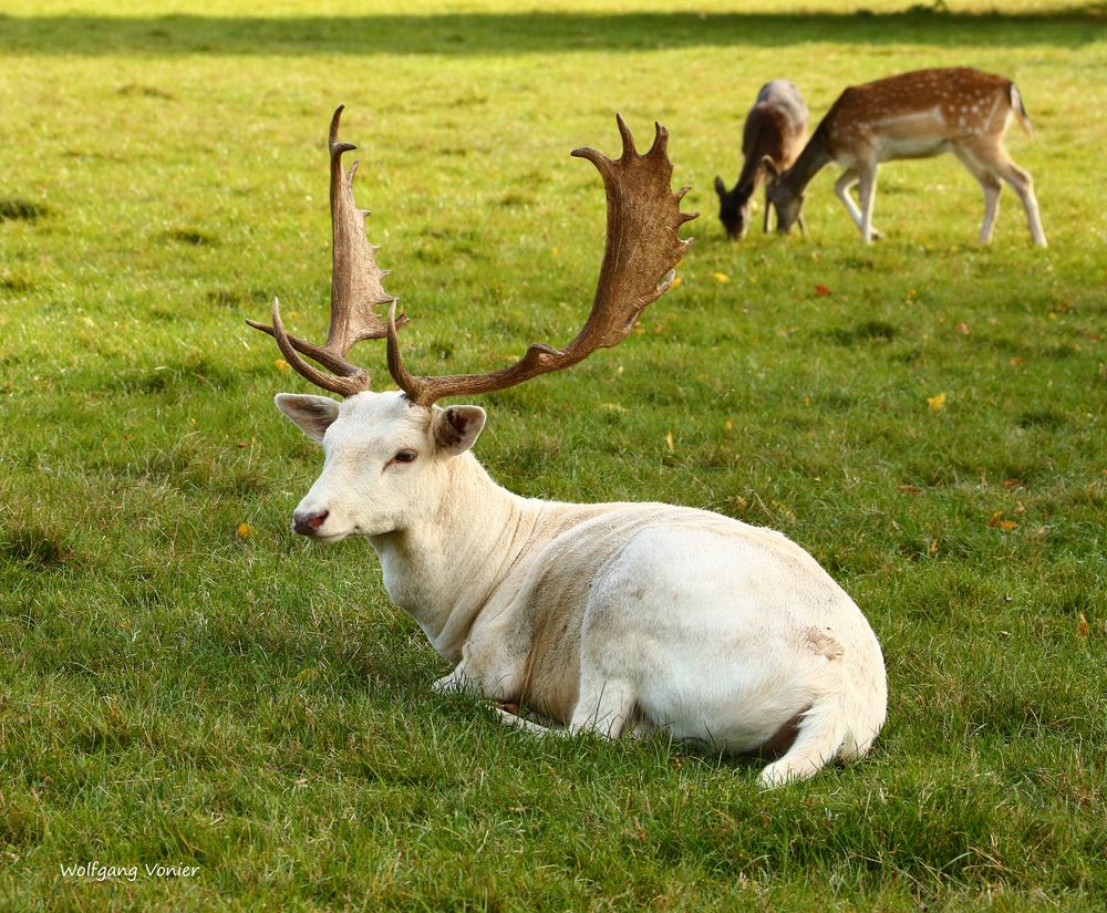 Weisser Damwild Hirsch