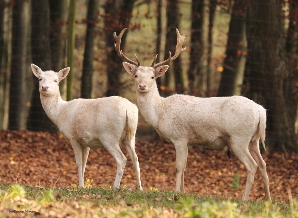 Weißer Damwildhirsch