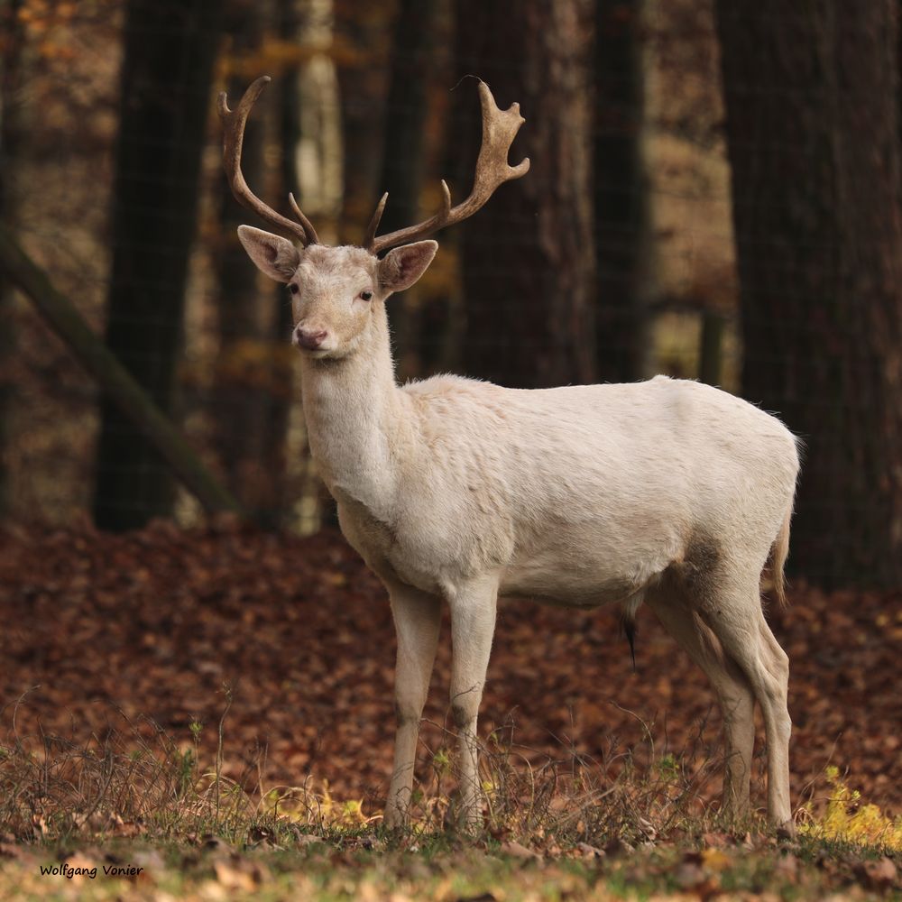 Weißer Damwildhirsch