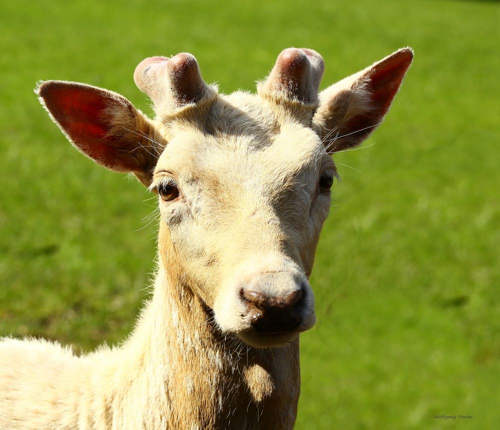 Weißer Damwildhirsch