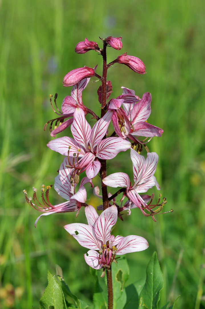 Weißer Diptam (Dictamnus albus)