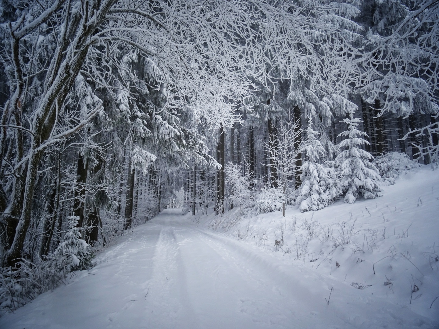 weißer Durchblick im Winterwald