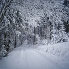 weißer Durchblick im Winterwald