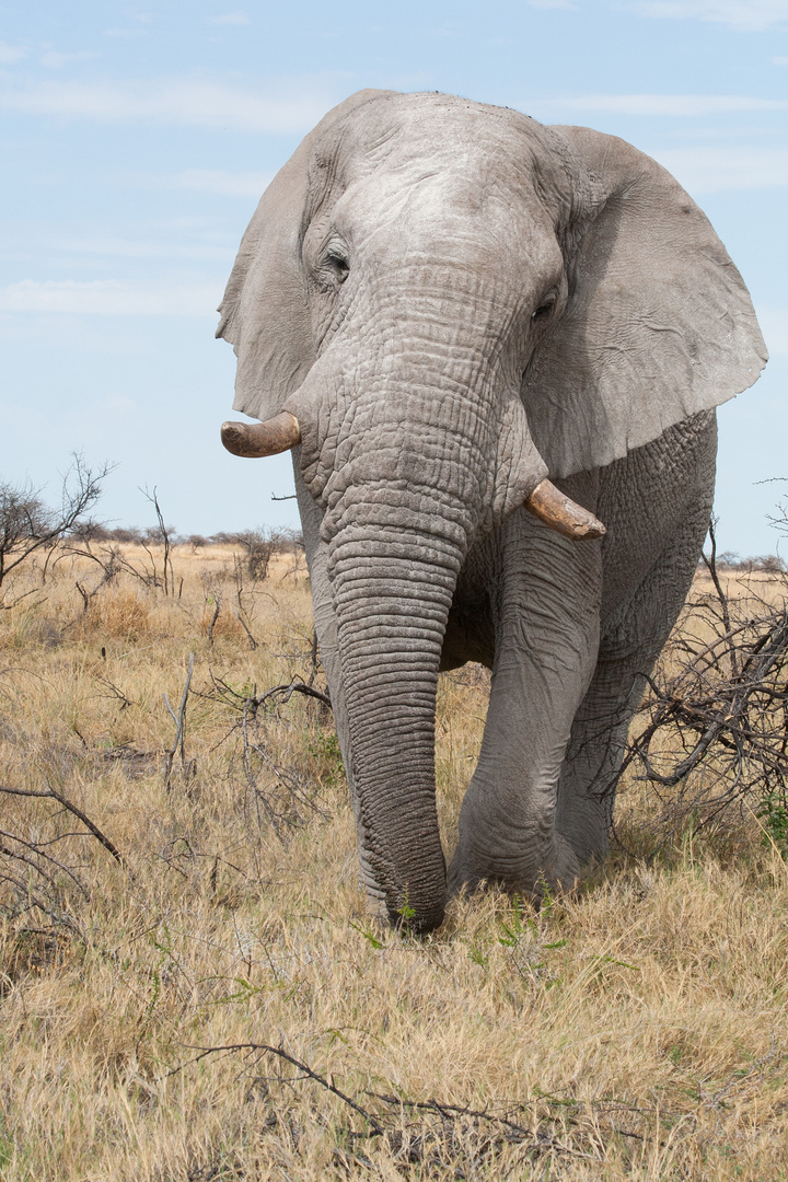 Weißer Elefant