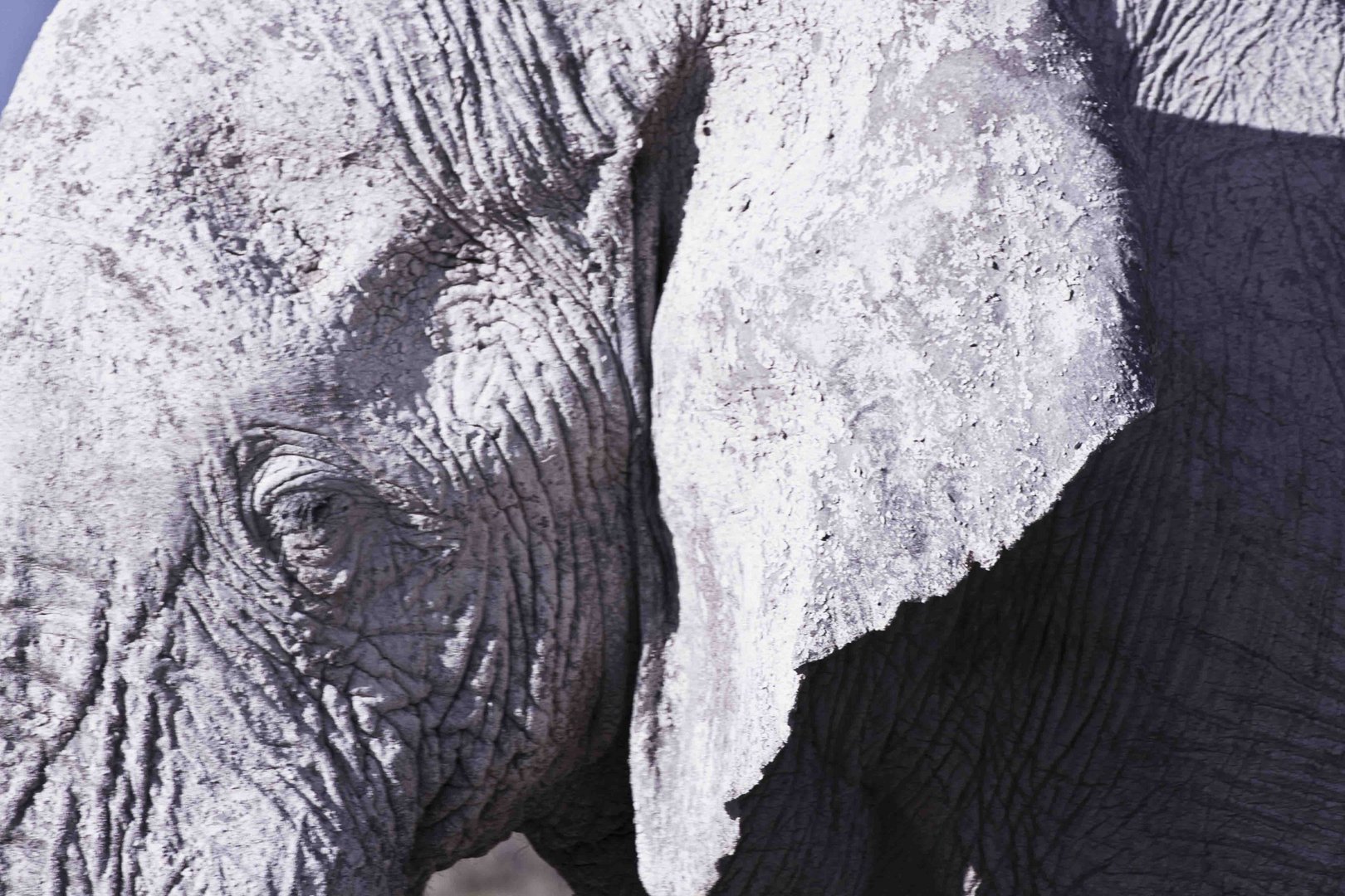 "weißer" Elefant, Etosha, Namibia