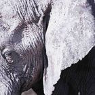 "weißer" Elefant, Etosha, Namibia