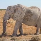 Weißer Elefant im Etosha-Nationalpark / Namibia
