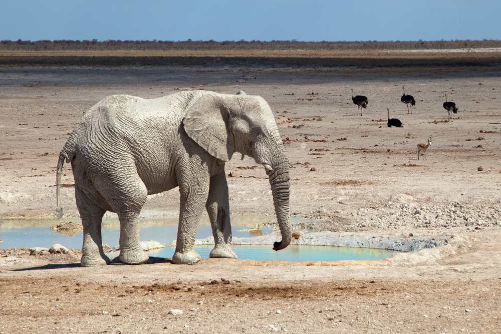 Weisser Elefant (Namibia Nov. 2013)