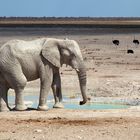 Weisser Elefant (Namibia Nov. 2013)