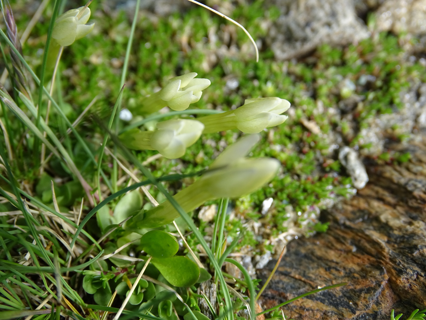 Weißer Enzian am Gornergrat