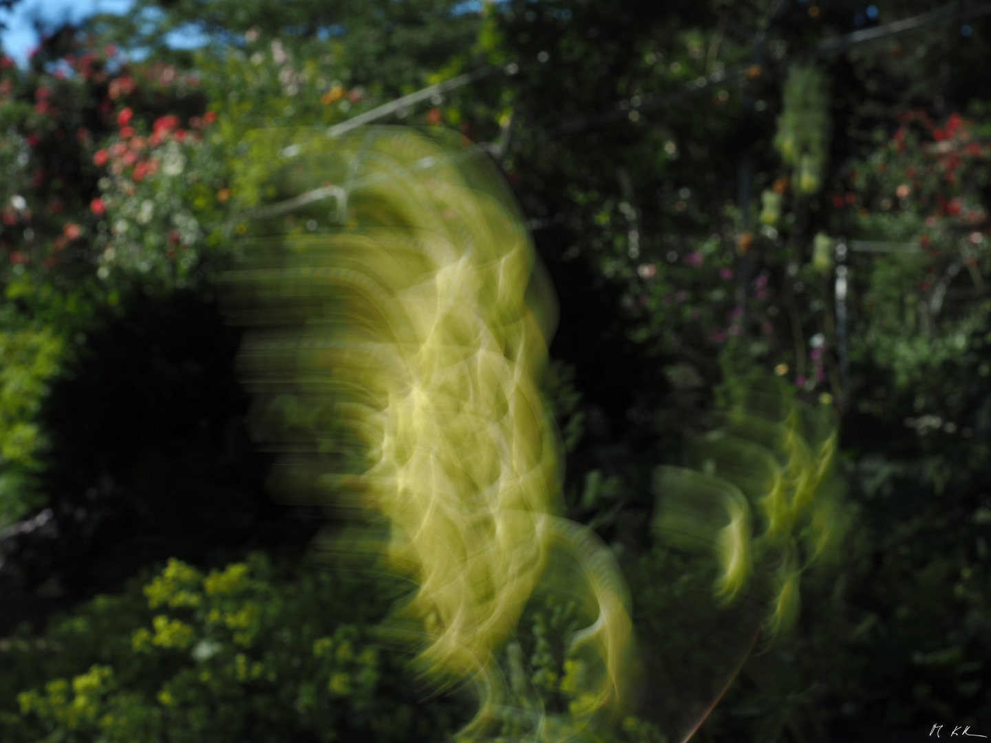 Weisser Esenhut im Wind