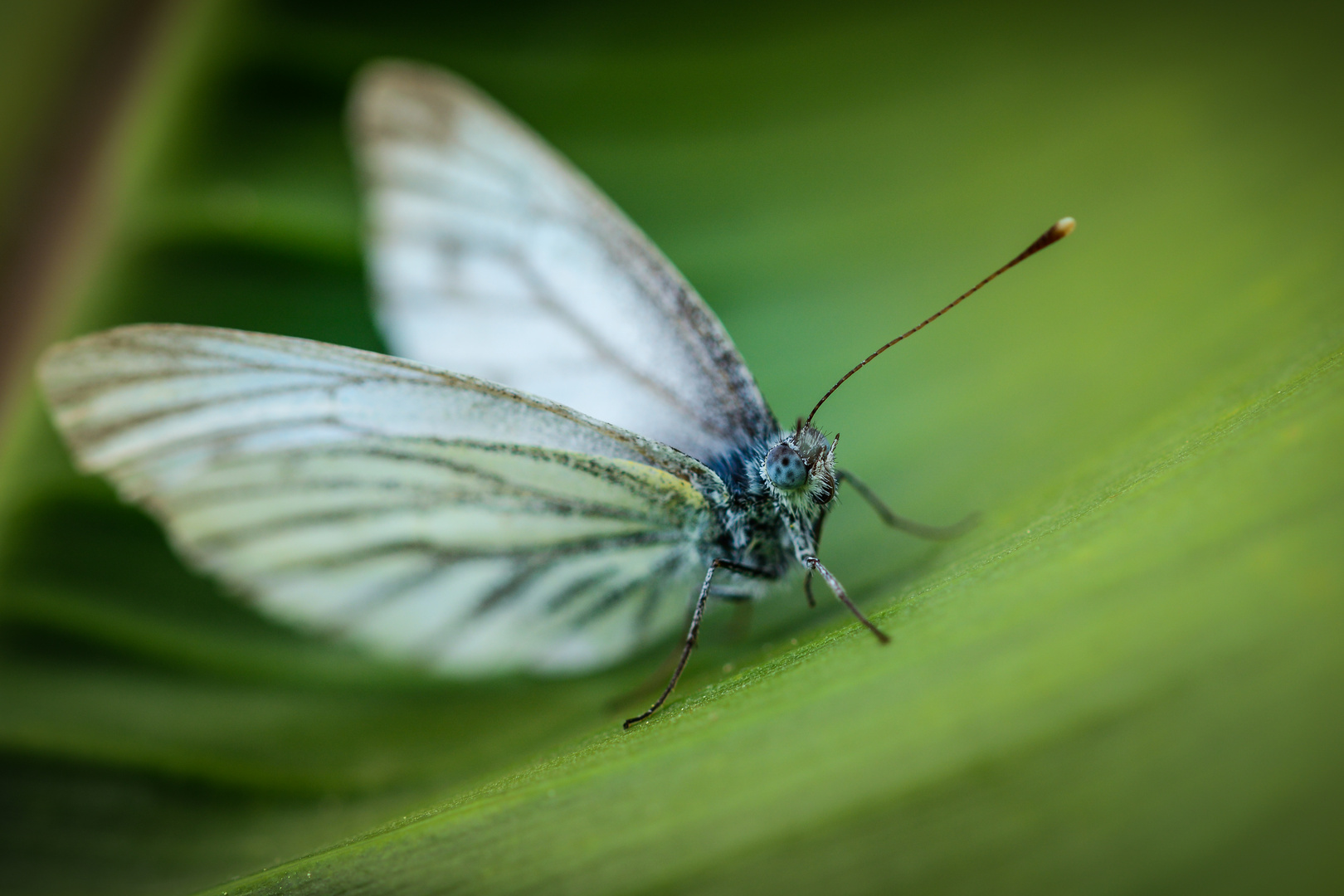"Weißer Falter" Foto & Bild tiere, wildlife, schmetterlinge Bilder