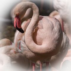 weißer Flamingo