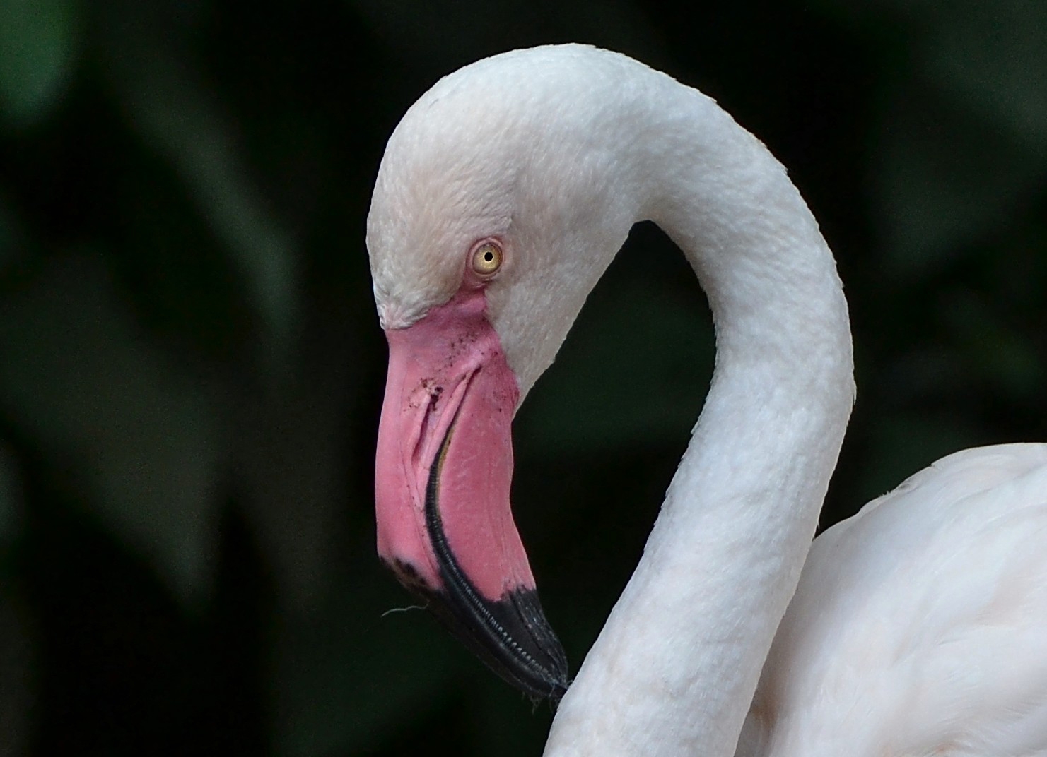 weißer Flamingo