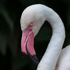 weißer Flamingo