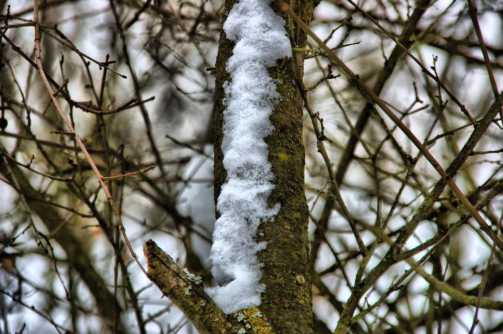 Weißer Flaum Foto & Bild | pflanzen, pilze & flechten, bäume