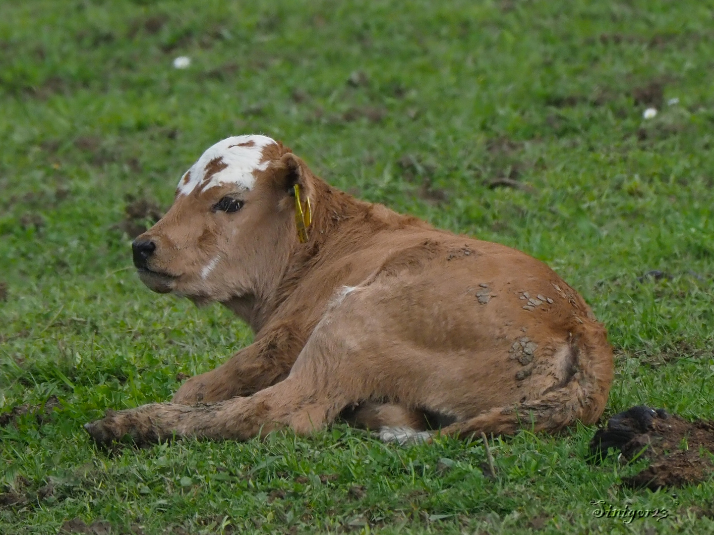 Weißer Fleck Foto & Bild natur, klein, tiere Bilder auf