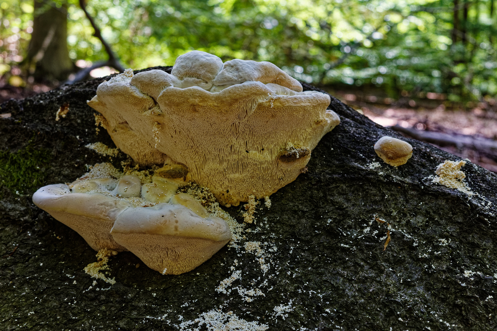 Weißer Fleck im Sommerwald