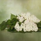 Weißer Flieder ~ Syringa vulgaris....