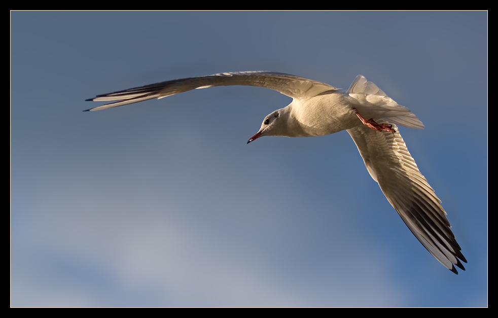 weißer Flieger...II