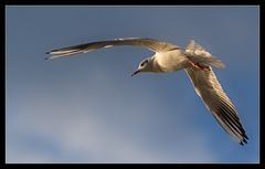 weißer Flieger...II