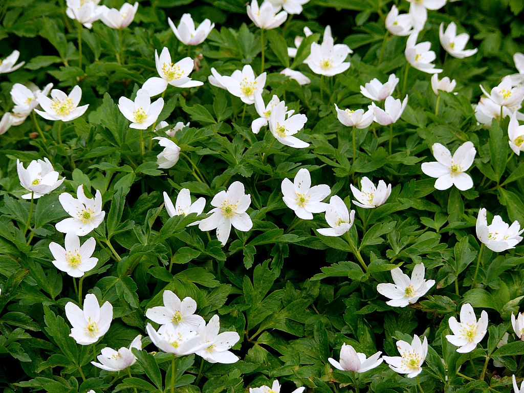 "Weißer Frühling 1" Buschwindröschen (Anemone nemorosa)