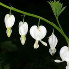 "Weißer Frühling 10" Tränendes Herz (Lampocapnos spectabilis)