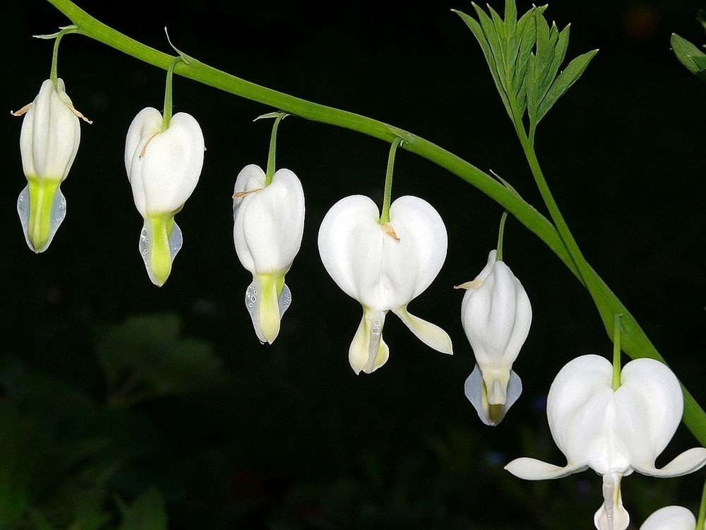 "Weißer Frühling 10" Tränendes Herz (Lampocapnos spectabilis)