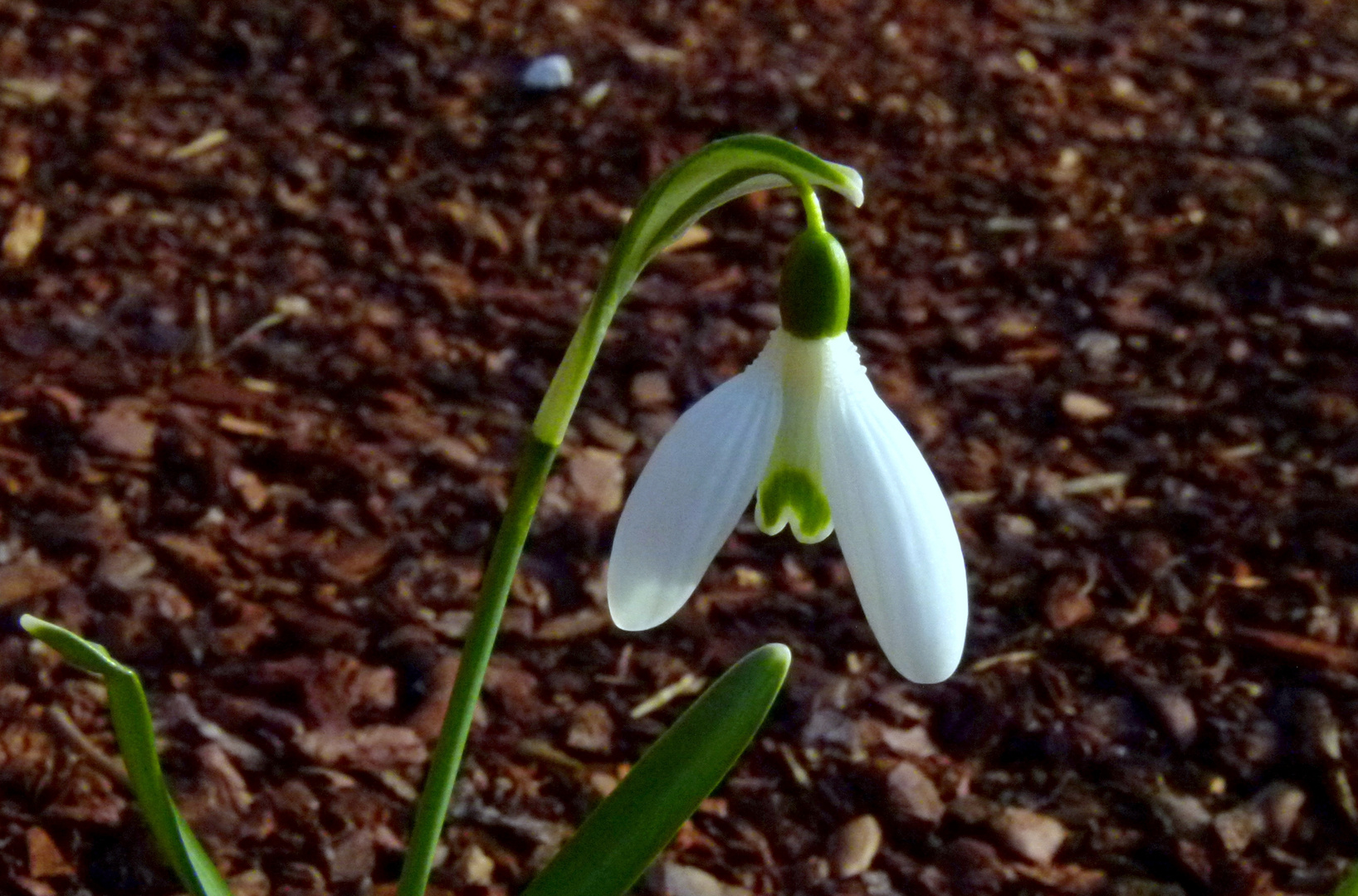 "Weißer Frühling 2" Schneeglöckchen (Galanthus nivalis)