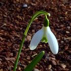 "Weißer Frühling 2" Schneeglöckchen (Galanthus nivalis)
