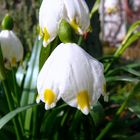 "Weißer Frühling 3" Märzenbecher (Leucojum vernum)