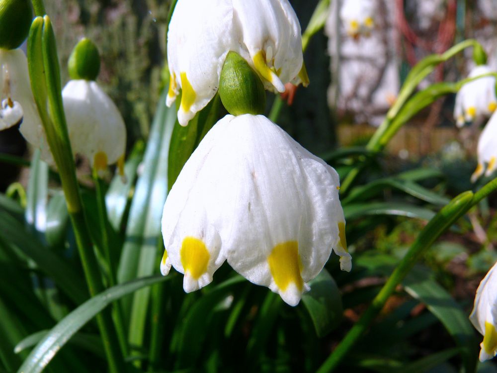 "Weißer Frühling 3" Märzenbecher (Leucojum vernum)