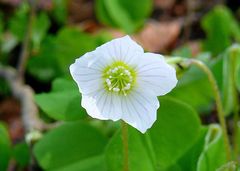 "Weißer Frühling 4" Sauerklee (Oxalis acetosella)