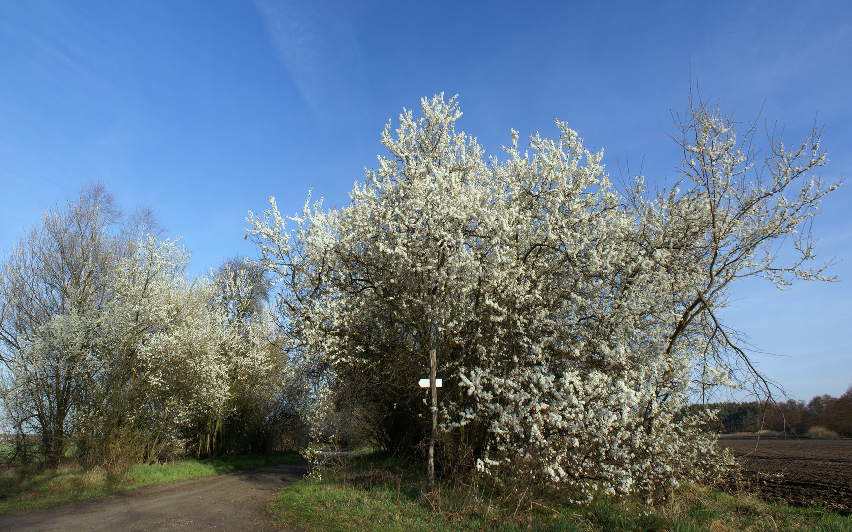 weißer Frühling