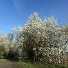 weißer Frühling