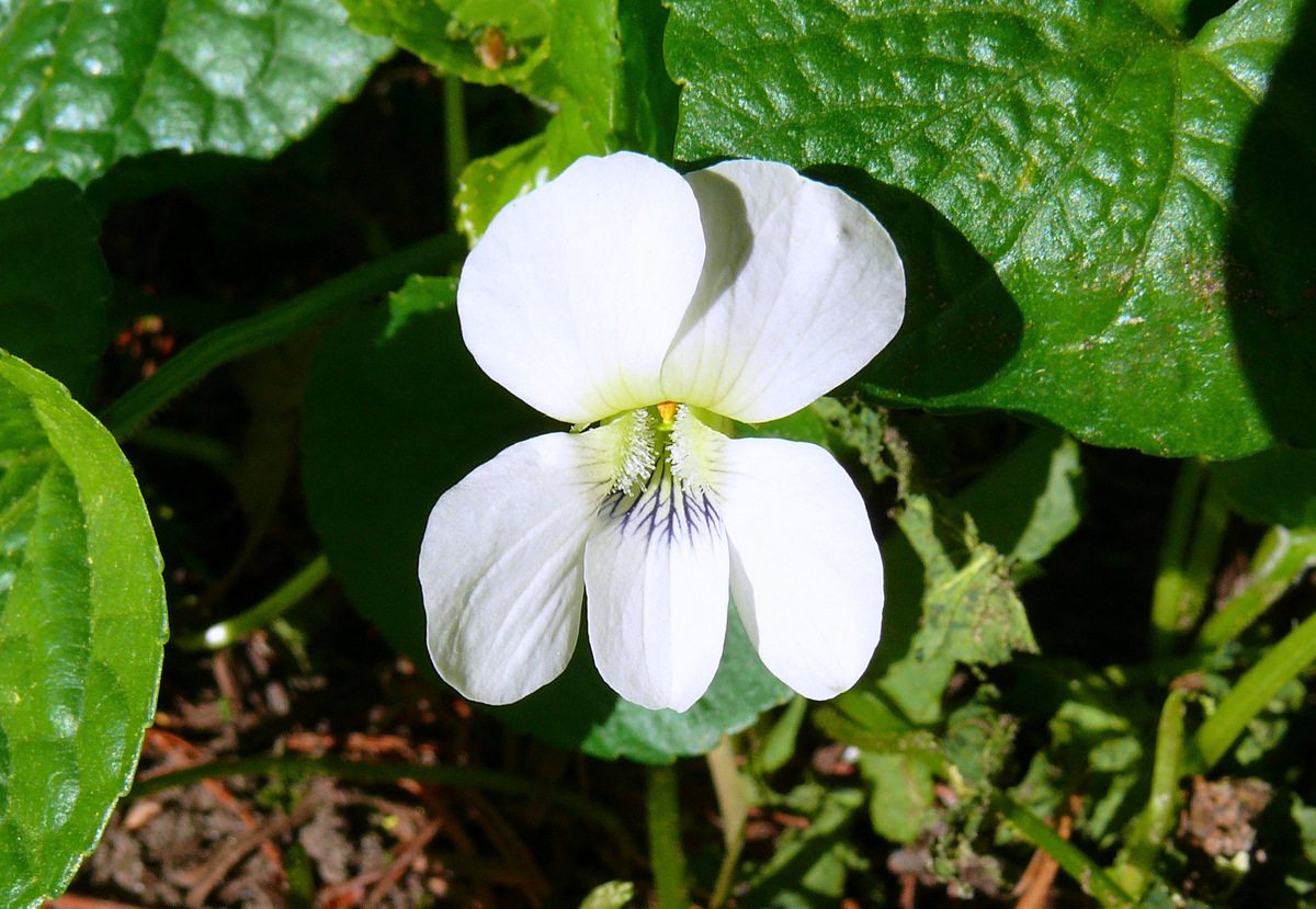 "Weißer Frühling 5" Veilchen (Viola canadensis)