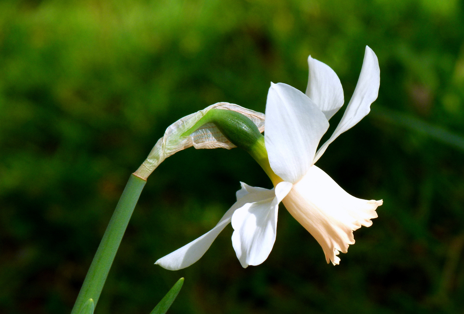 "Weißer Frühling 6" Narzisse (Narcissus ssp.)