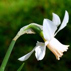 "Weißer Frühling 6" Narzisse (Narcissus ssp.)