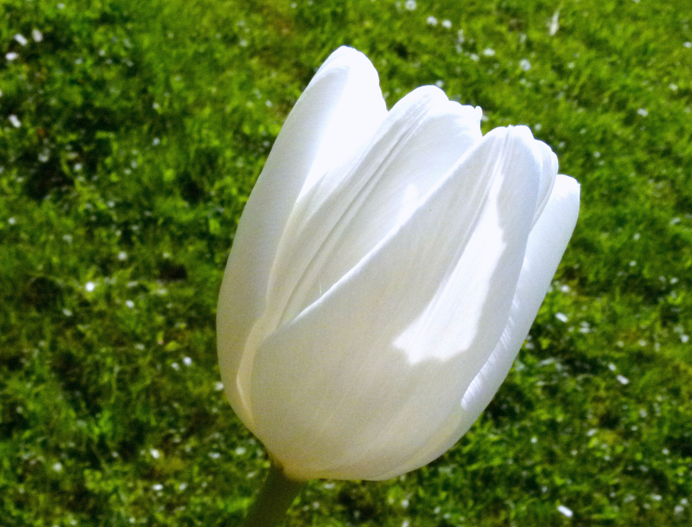 "Weißer Frühling 7"  (Tulipa ssp.)