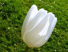 "Weißer Frühling 7"  (Tulipa ssp.)